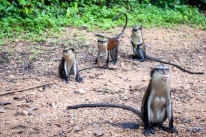 Osun Grove-Monkeys-Historical